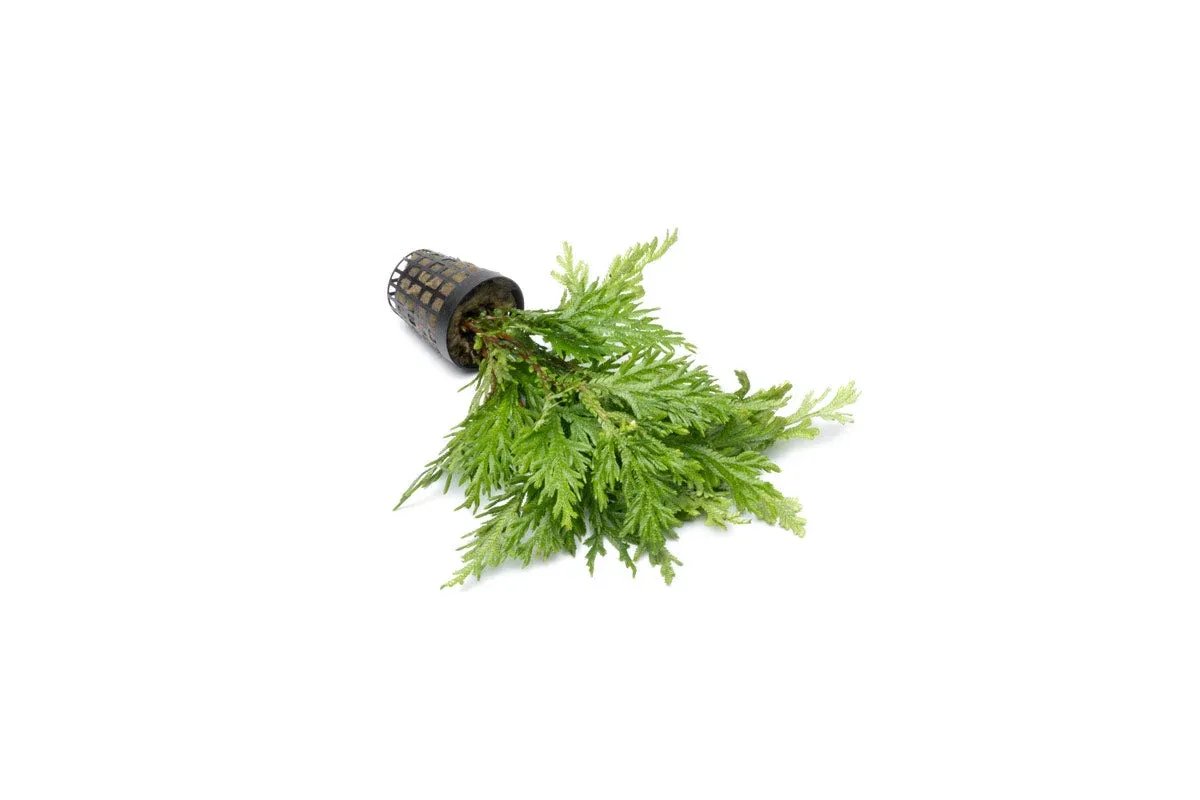 Selaginella Moellendorffii - Image 2