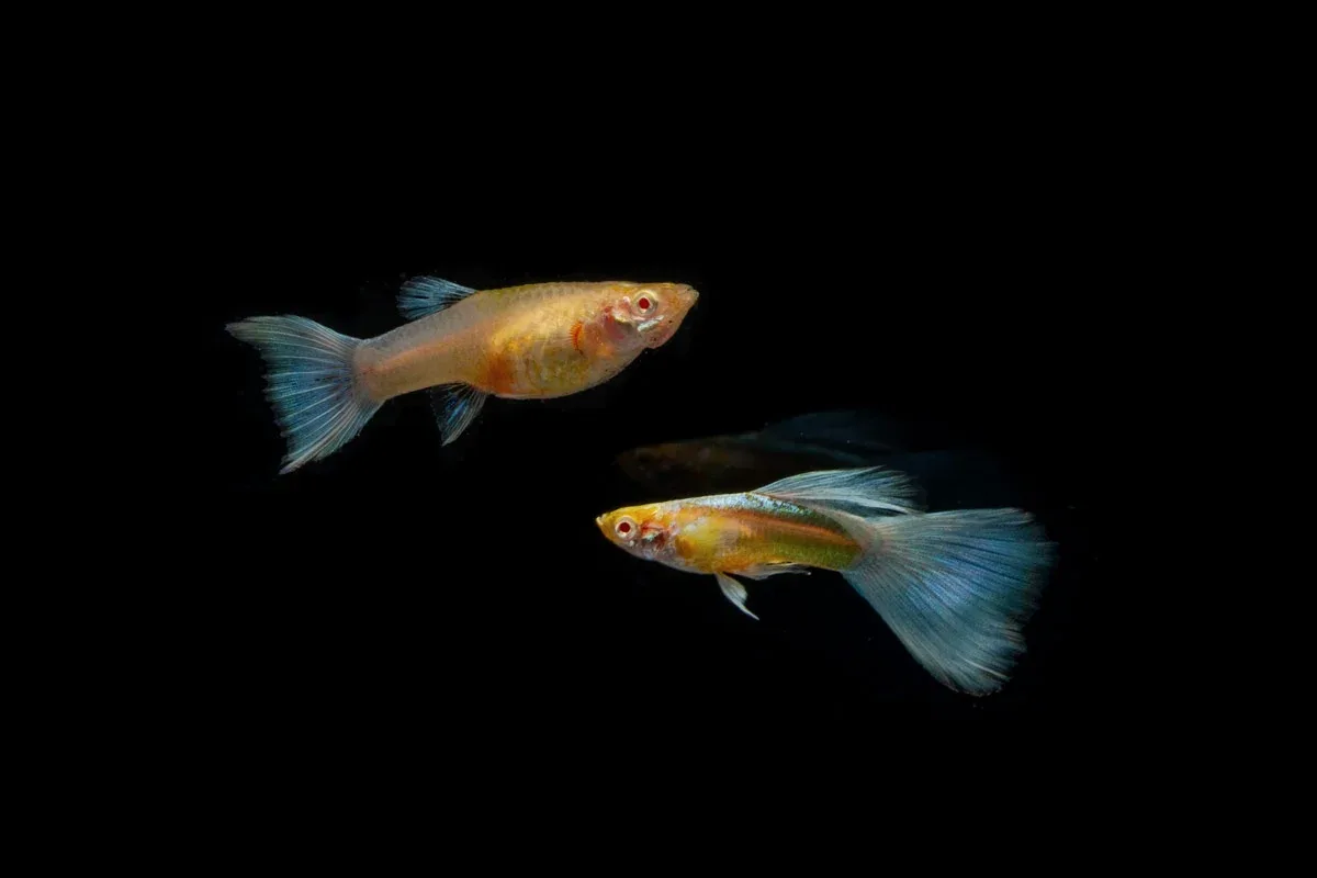 Blue Topaz Guppies - Breeding Pair