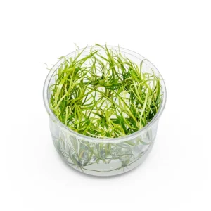 Helanthium Tenellum 'Micro' UNS Tissue Culture