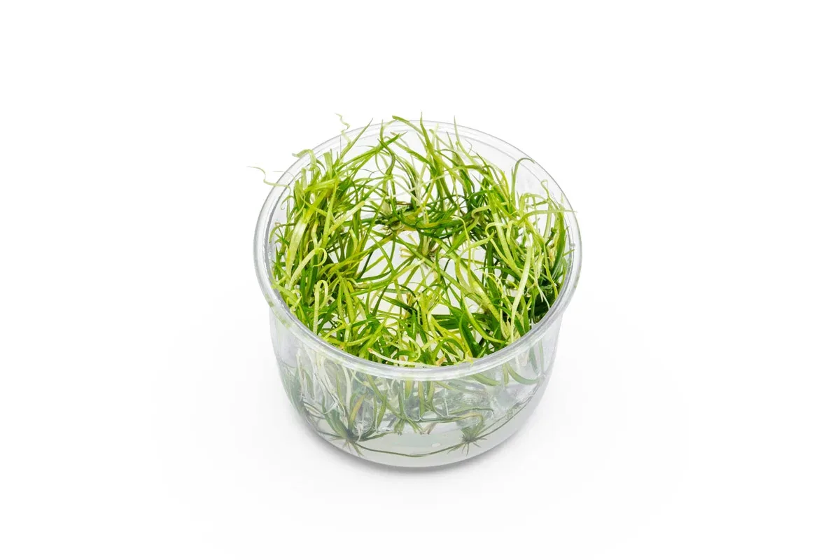 Helanthium Tenellum 'Micro' UNS Tissue Culture