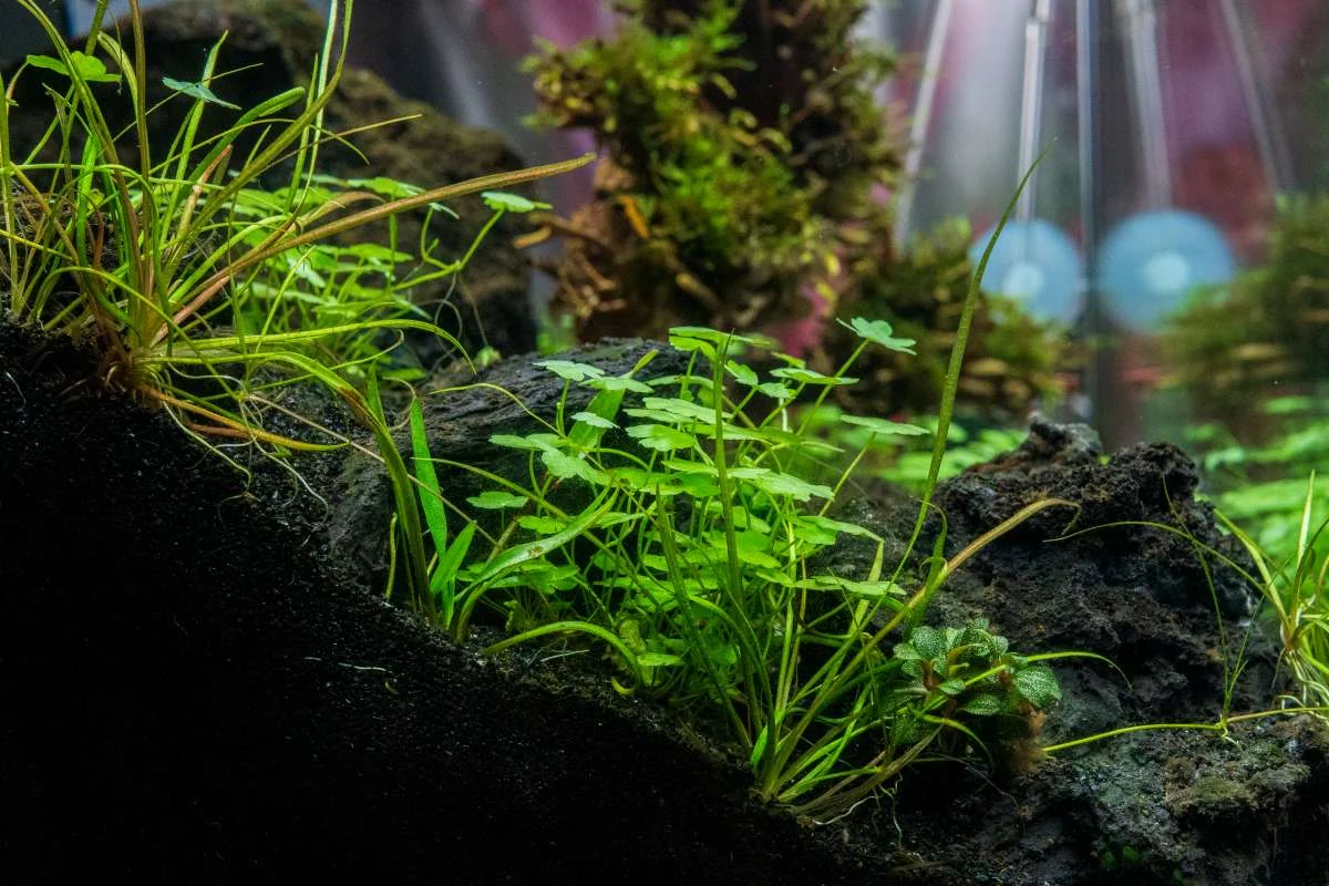 Helanthium Tenellum Micro Aquatic Farmer Tissue Culture - Image 2