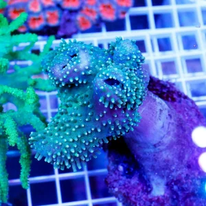 Green Polyp Toadstool Mushroom Leather Coral 2.75" WYSIWYG