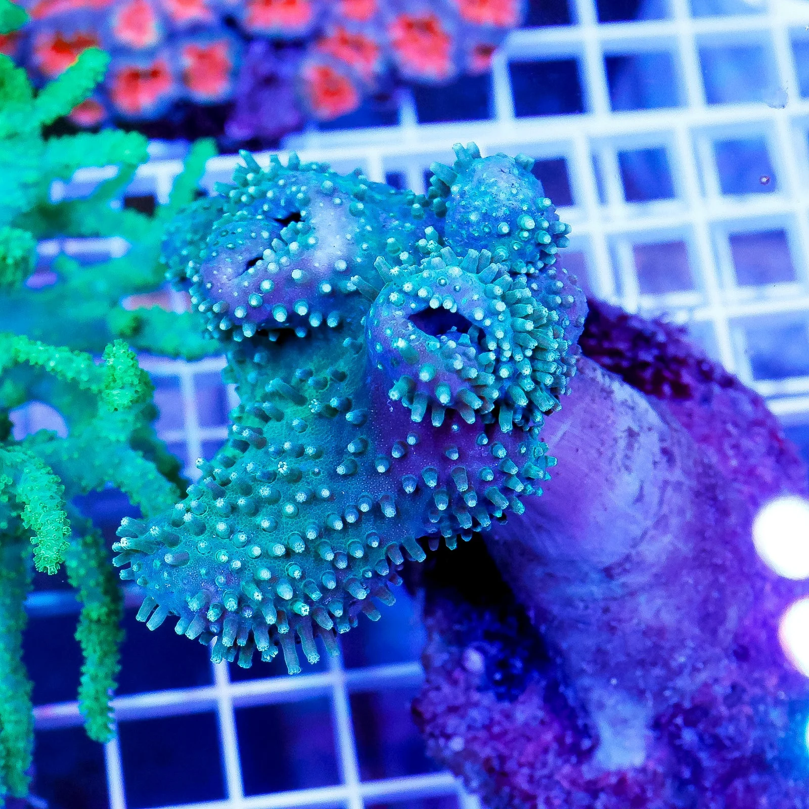 Green Polyp Toadstool Mushroom Leather Coral 2.75" WYSIWYG