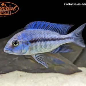 Protomelas annectens
