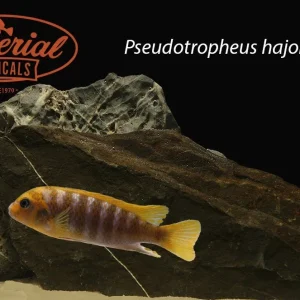 Pseudotropheus hajomaylandi
