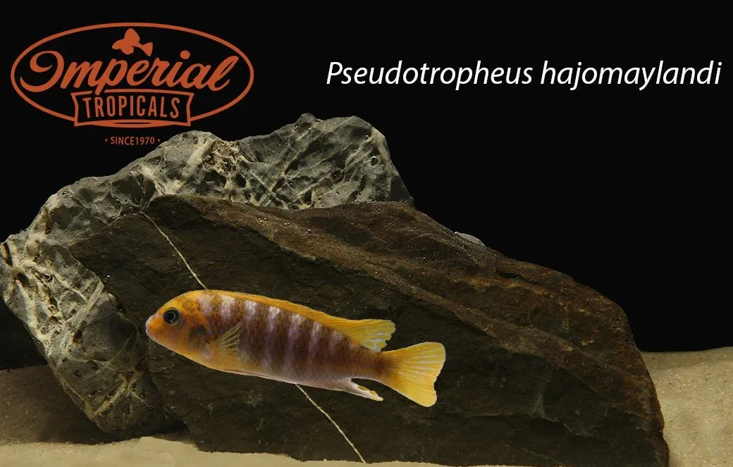 Pseudotropheus hajomaylandi