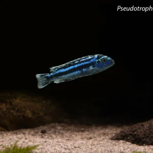 Pseudotropheus johannii