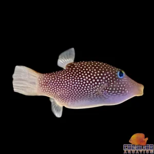 Puffer - Spotted Sharpnose