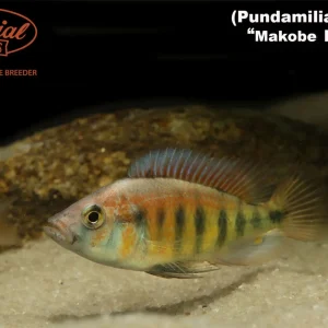 Pundamilia nyererei "Makobe Island"