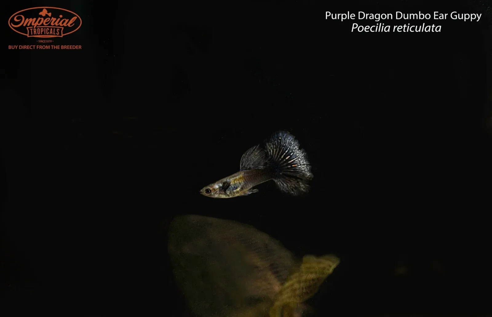 Purple Dragon Dumbo Ear Guppy (Poecilia reticulata) - Image 2
