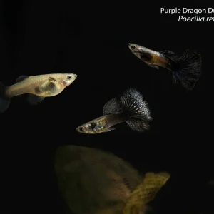 Purple Dragon Dumbo Ear Guppy (Poecilia reticulata)