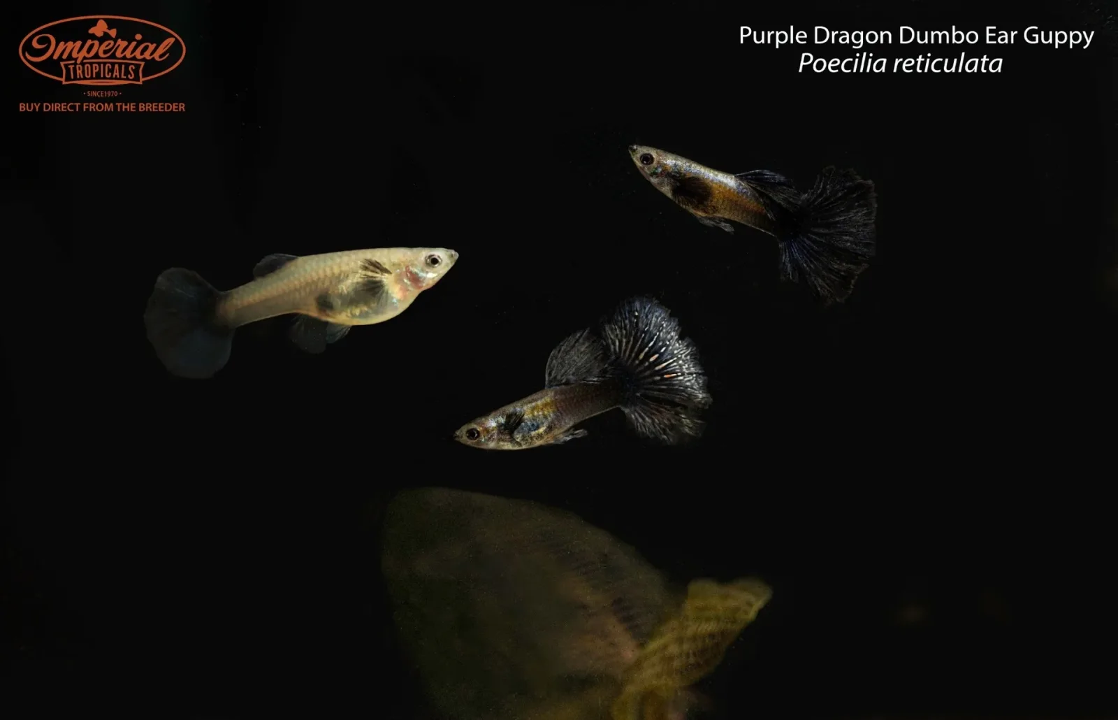 Purple Dragon Dumbo Ear Guppy (Poecilia reticulata)