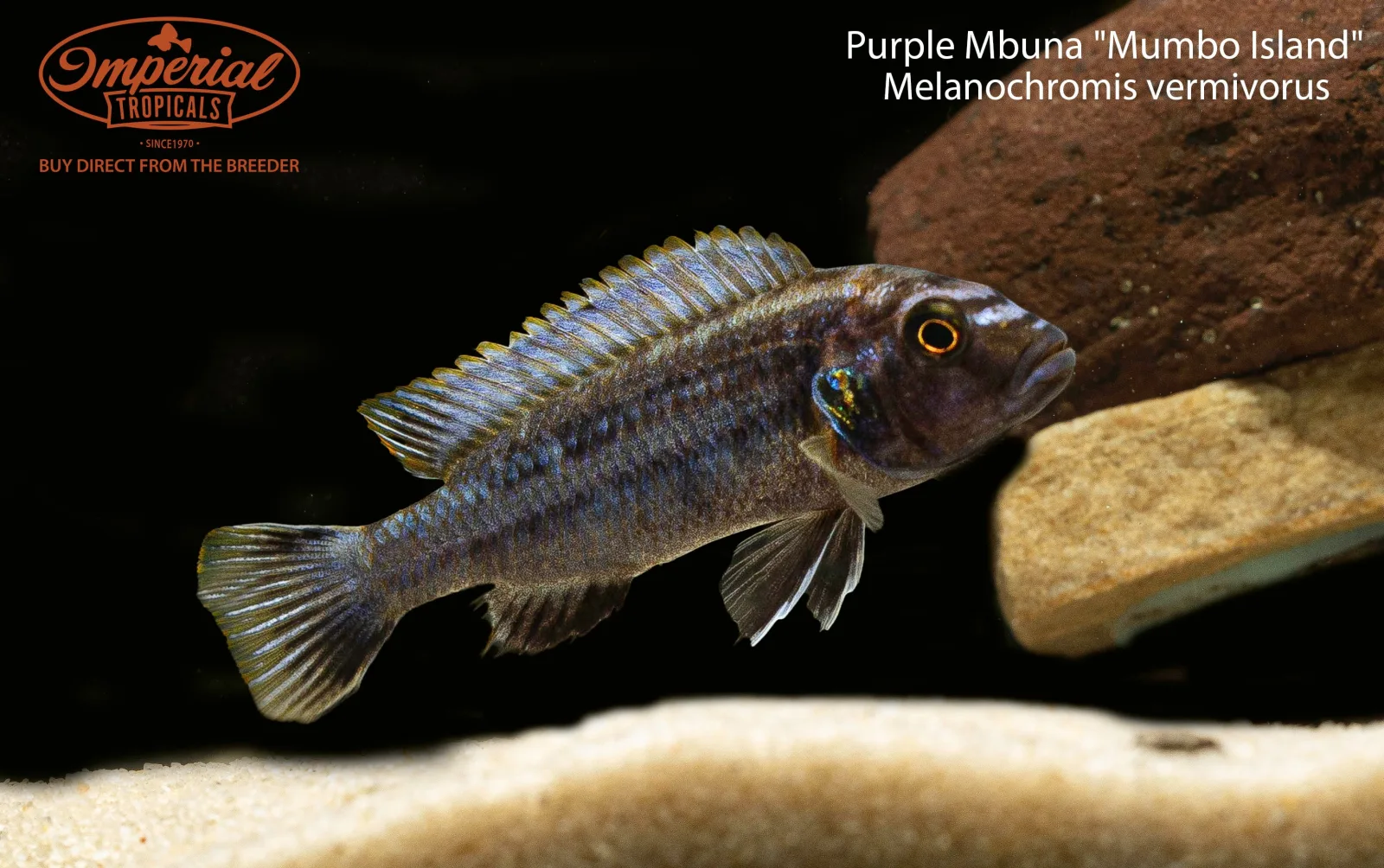 Purple Mbuna "Mumbo Island" - Image 2