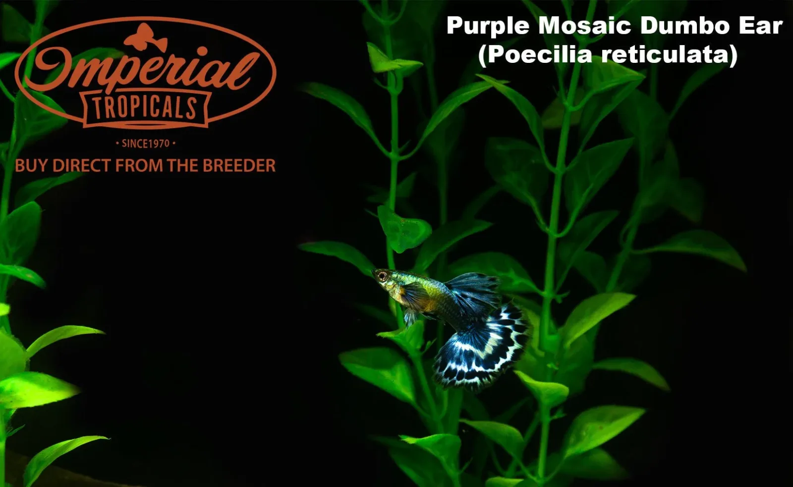 Purple Mosaic Dumbo Ear Guppy - Image 2