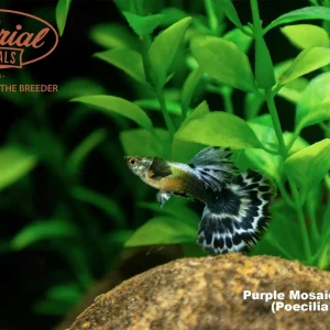 Purple Mosaic Dumbo Ear Guppy