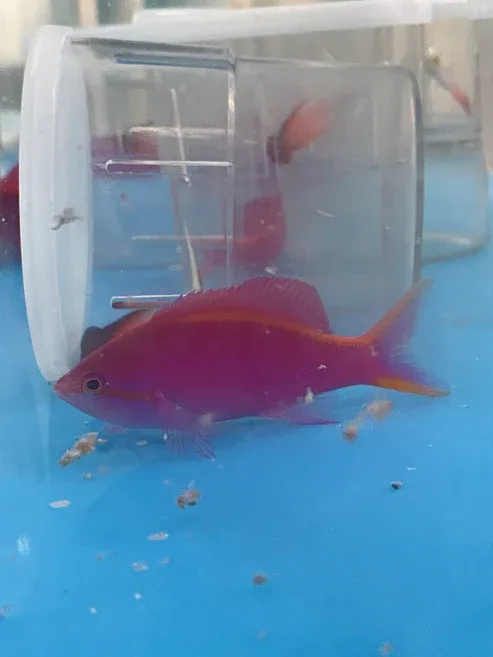 Purple Queen Anthias - Image 2