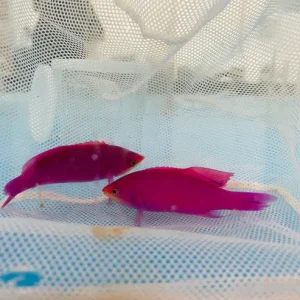 Purple Queen Anthias
