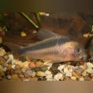Rabauti Cory