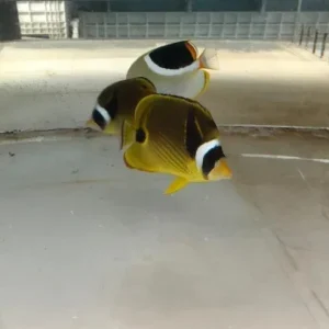 Raccoon Butterflyfish