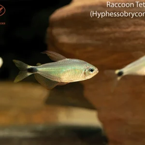 Raccoon Tetra