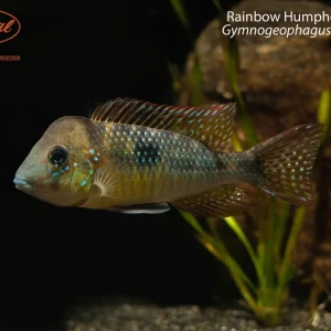 Rainbow Humphead Cichlid (Gymnogeophagus lipokarenos)
