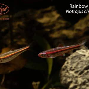 Rainbow Shiner