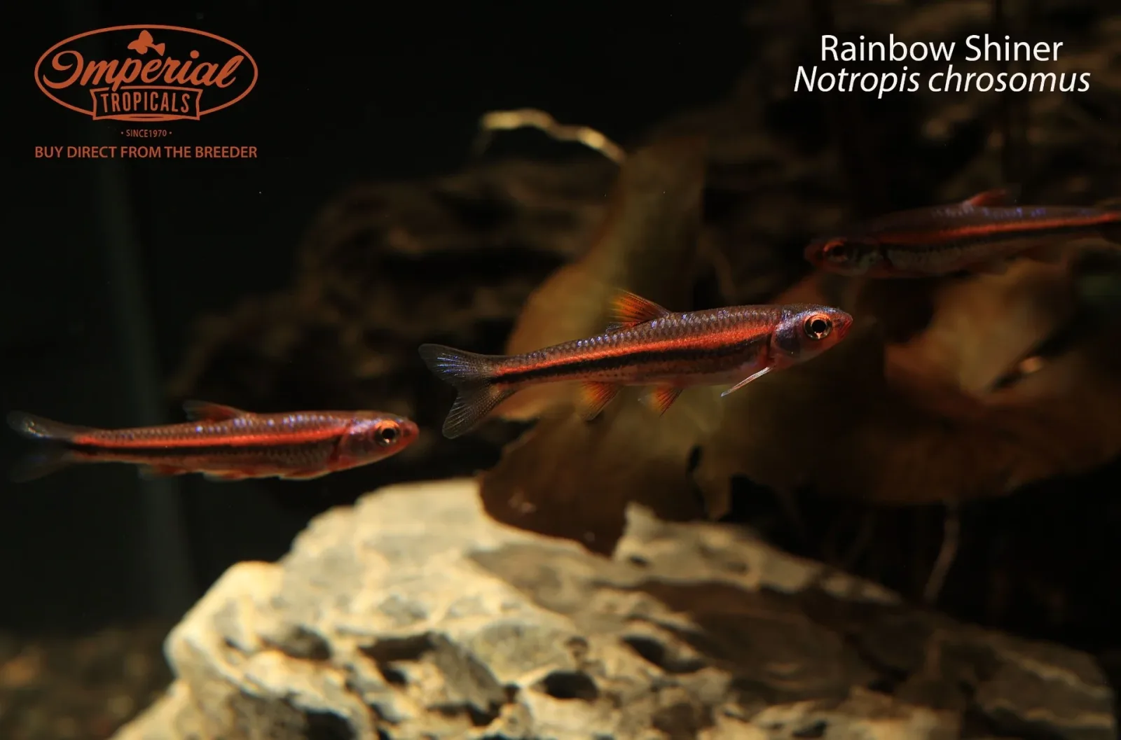Rainbow Shiner - Image 2