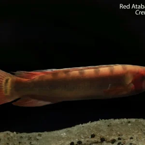Red Atabapo Pike Cichlid