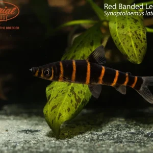 Red Banded Leporinus