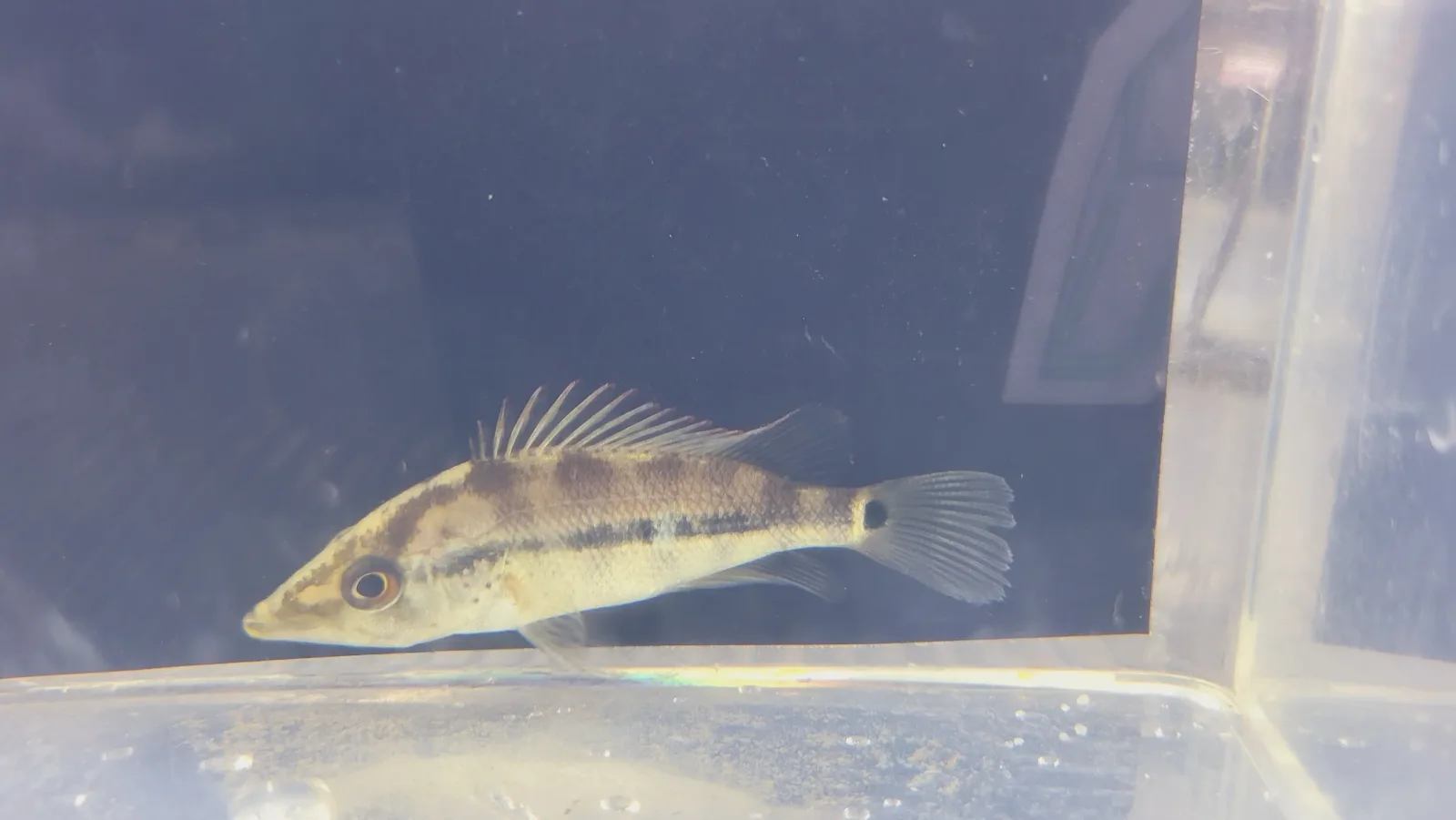 Red Bay Snook - Image 2