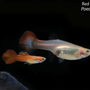 Red Blonde Guppy