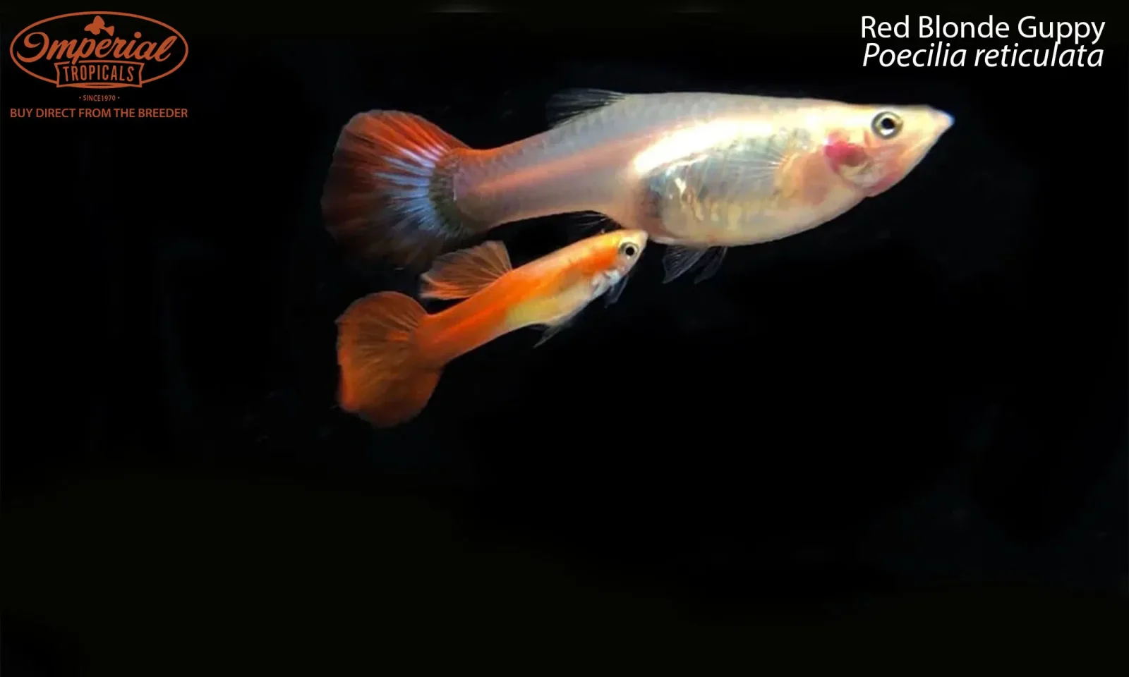 Red Blonde Guppy - Image 2