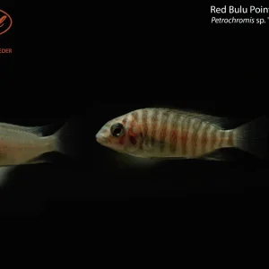 Red Bulu Point Petrochromis