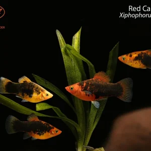 Red Calico Platy