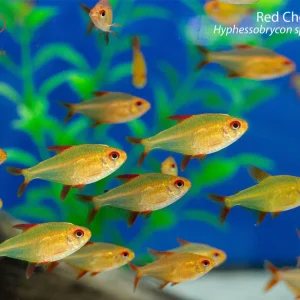 Red Cherry Tetra