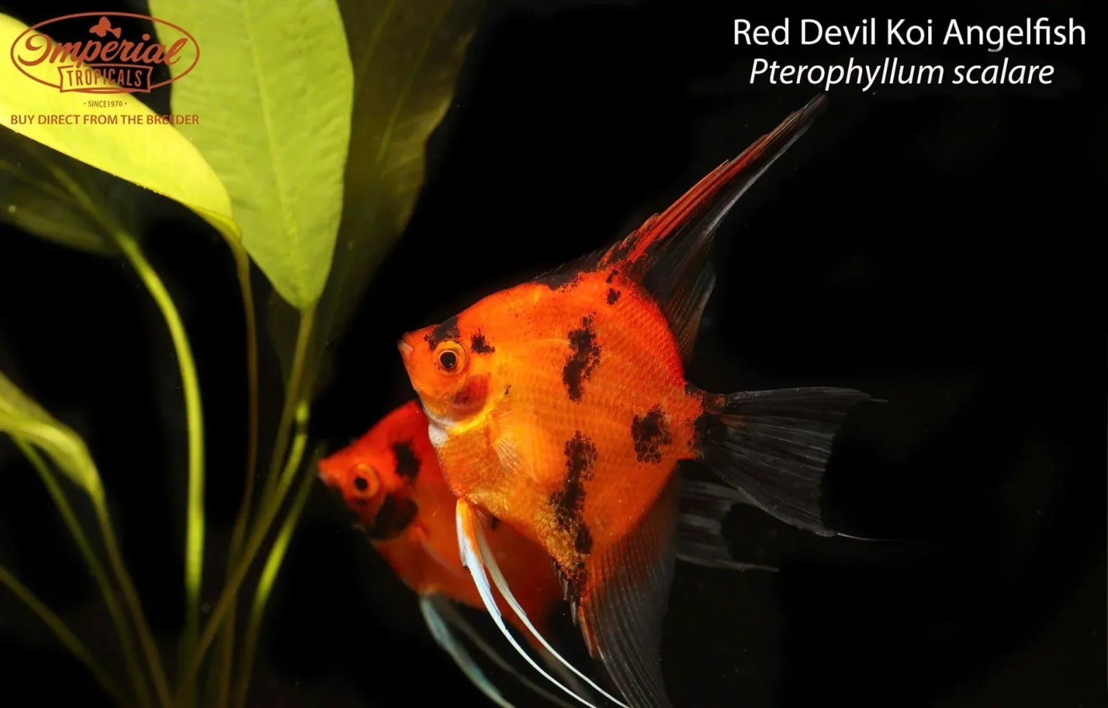 Red Devil Koi Angelfish (Pterophyllum scalare) - Image 2