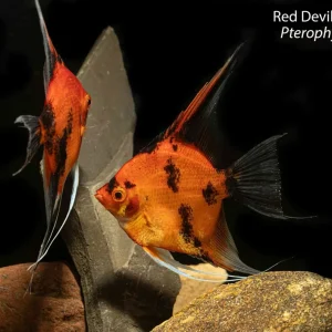 Red Devil Koi Angelfish (Pterophyllum scalare)