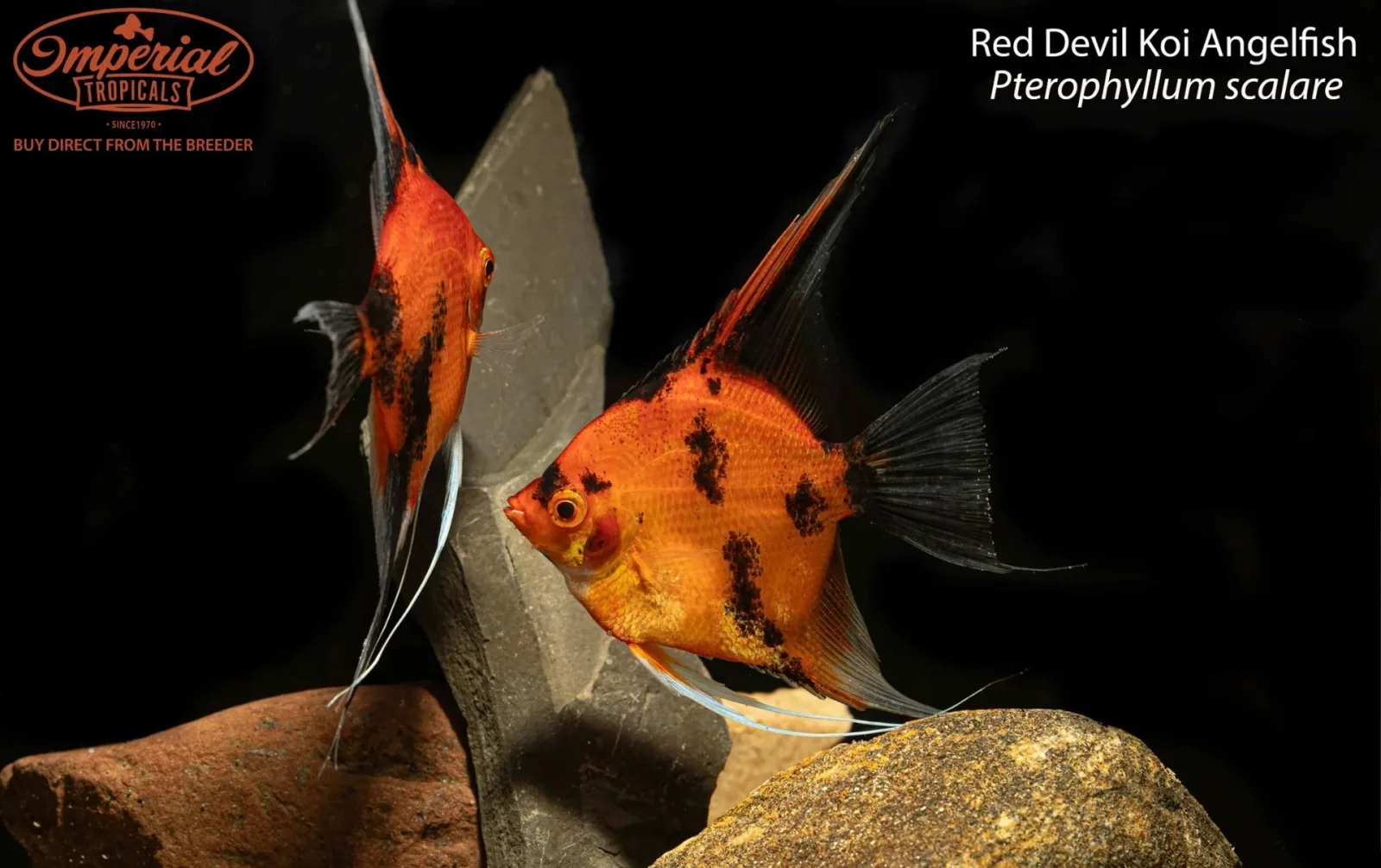 Red Devil Koi Angelfish (Pterophyllum scalare)