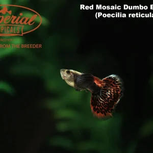 Red Dragon Dumbo Ear Guppy