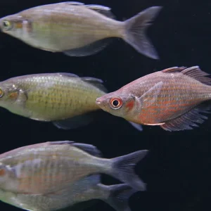 Red Dragon "Mamberamo River" (Glossolepis multisquamata) Rainbowfish - Tank Bred