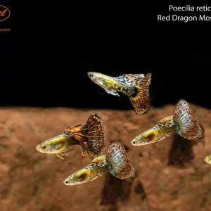 Red Dragon Mosaic Guppy