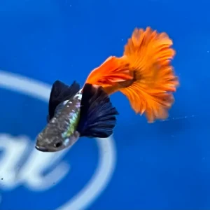 Red Dumbo Ear Guppy