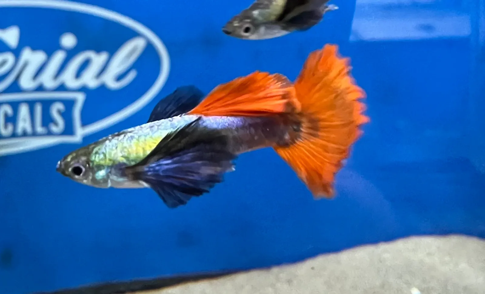 Red Dumbo Ear Guppy - Image 2