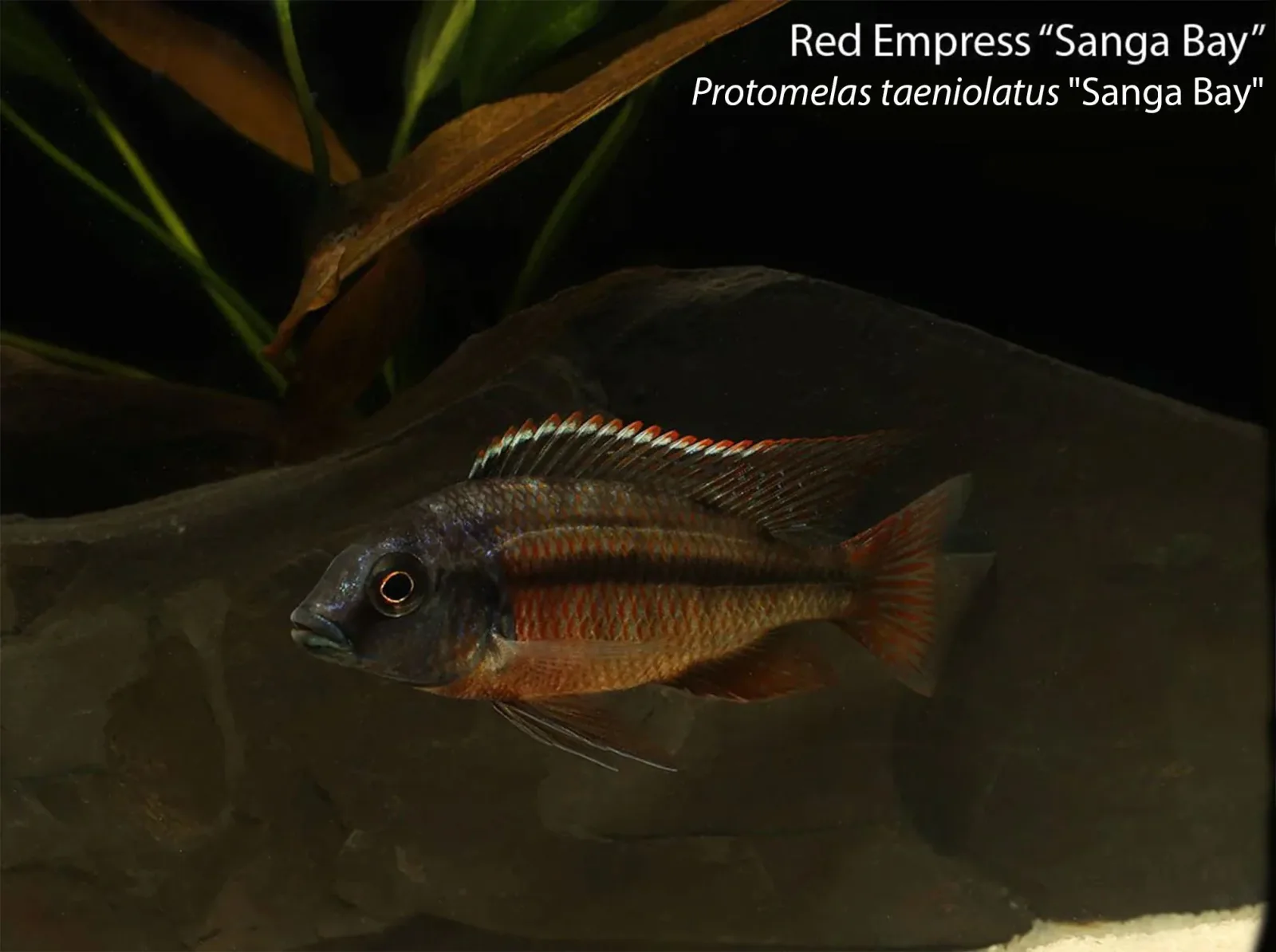 Red Empress "Sanga Bay" - Image 2