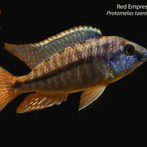 Red Empress "Sanga Bay"