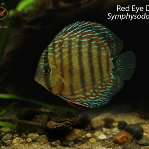 Red Eye Discus (Symphysodon tarzoo)