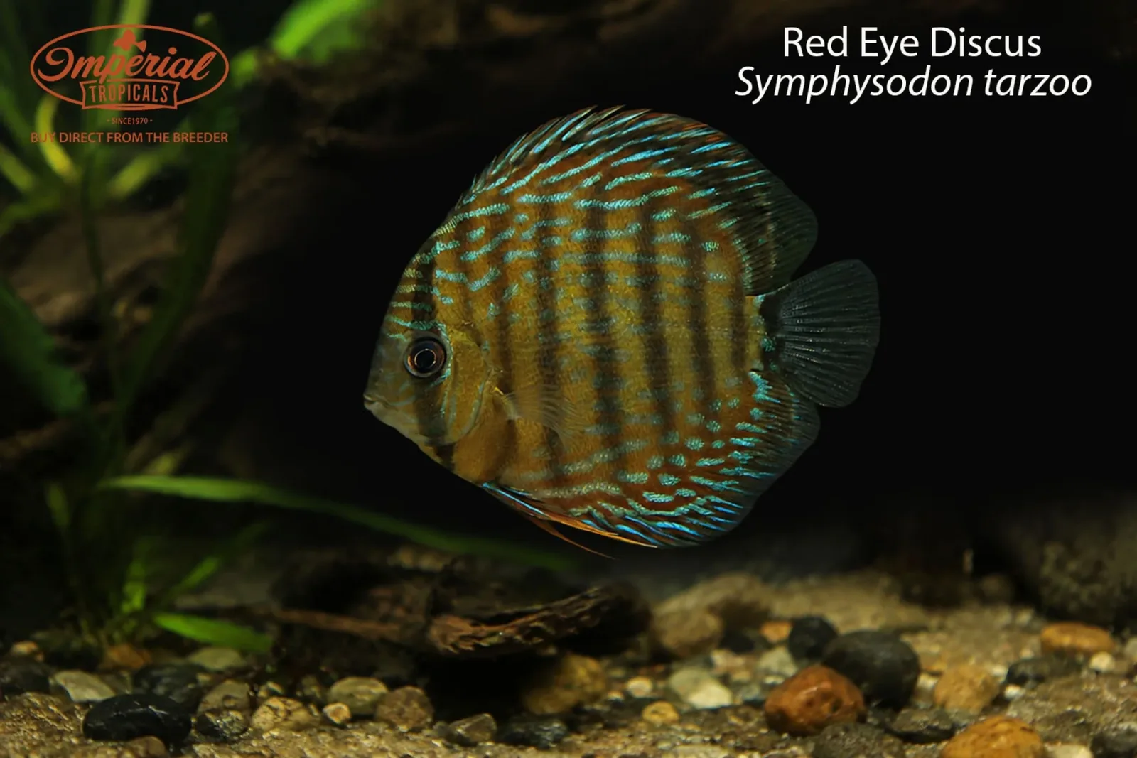 Red Eye Discus (Symphysodon tarzoo)