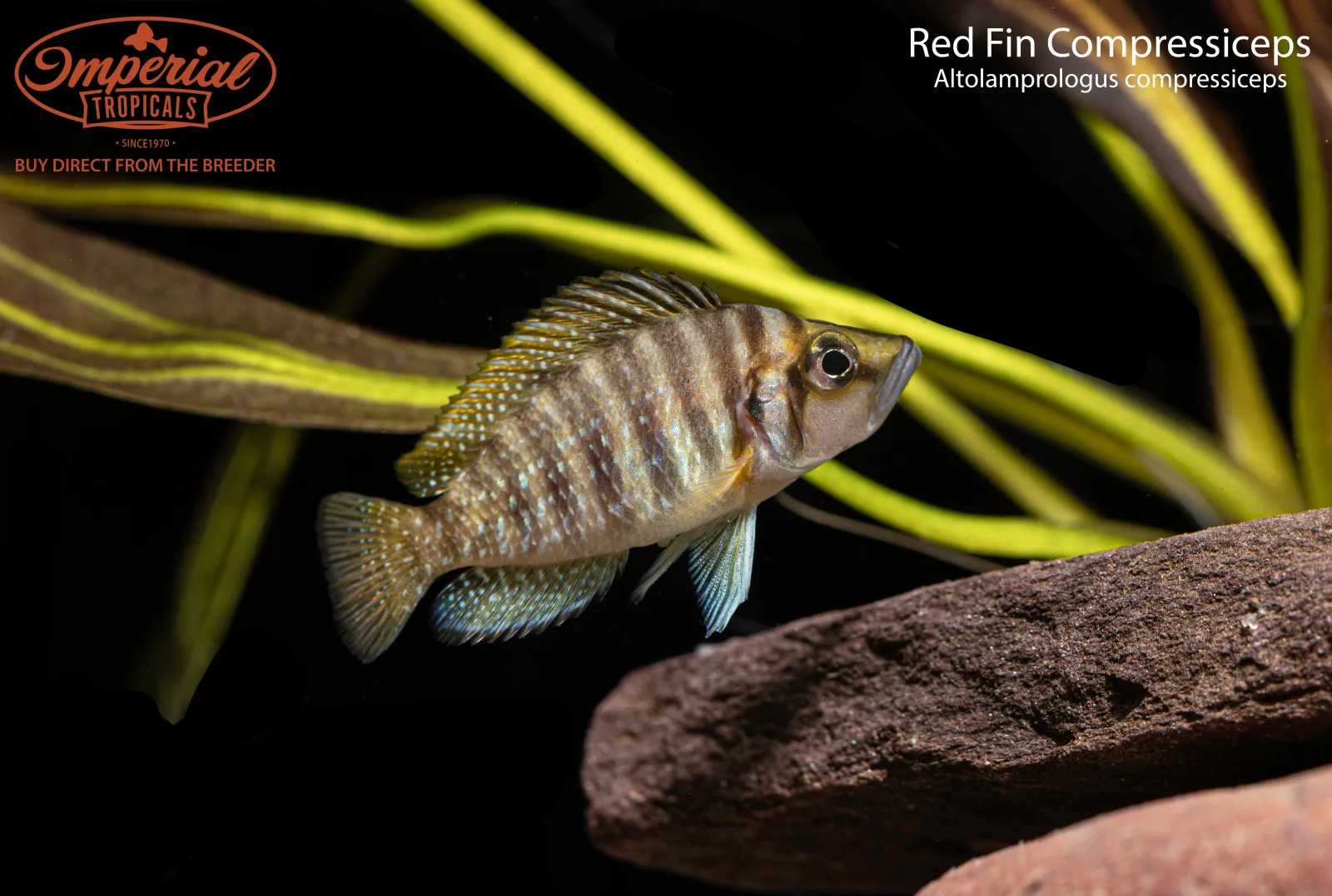 Red Fin Compressiceps - Image 2
