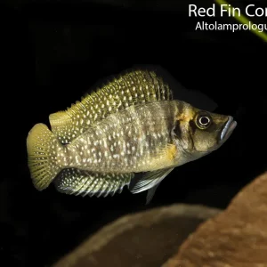 Red Fin Compressiceps