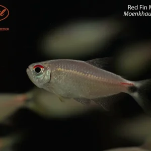 Red Fin Moenkhausia